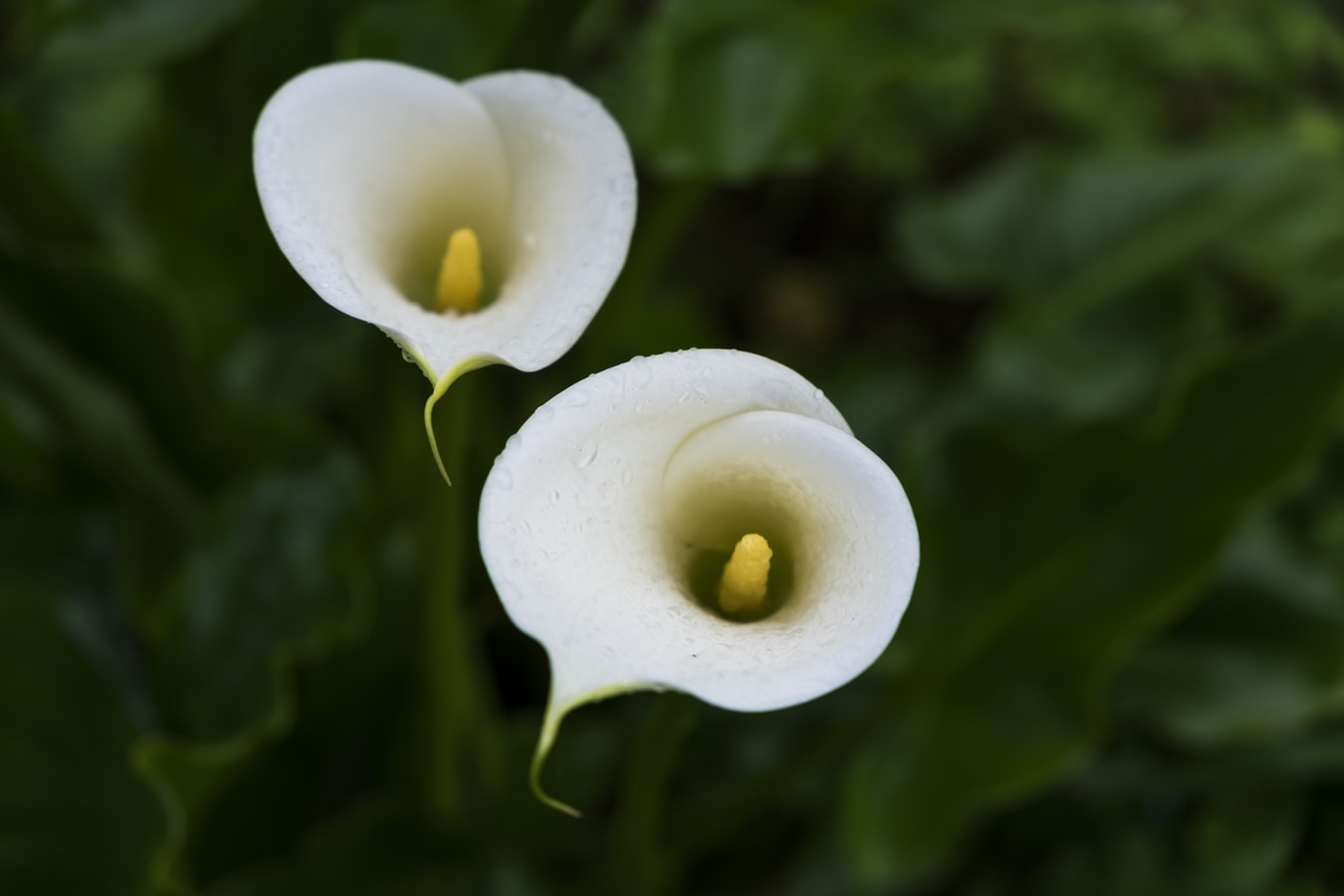 Post-Mastectomy: How Do I Create Symmetry?